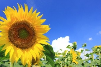 ＊;*.∴.✼いよいよ夏休み突入です＊;*.∴.✼