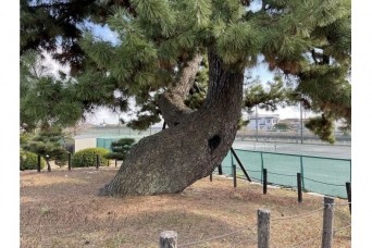 ＊;*.∴.✼ 樹齢推定370年超え!? ＊;*.∴.✼