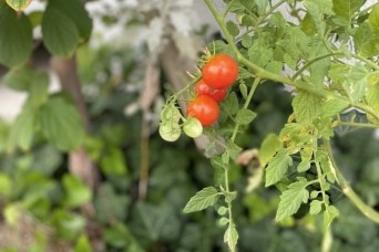 ミニトマト大量収穫